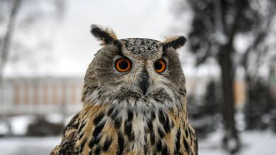 Photo of Что стало причиной гибели двух филинов в Литве