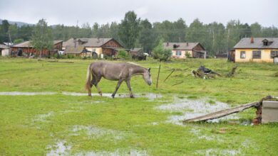 Photo of Латвия становится зоной рискованного земледелия