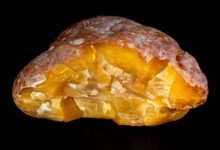 Photo of В Калининграде добыли янтарный самородок