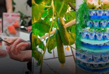 Photo of Вкусно и зелено: где переселенцу в Омске найти работу