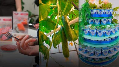 Photo of Вкусно и зелено: где переселенцу в Омске найти работу