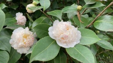 Photo of Krievija brīdināja Latviju par iespējamu aizliegumu ziedu un atsevišķu dārzeņu ievešanai