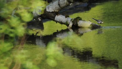 Photo of Изменение климата может повредить балтийским болотам