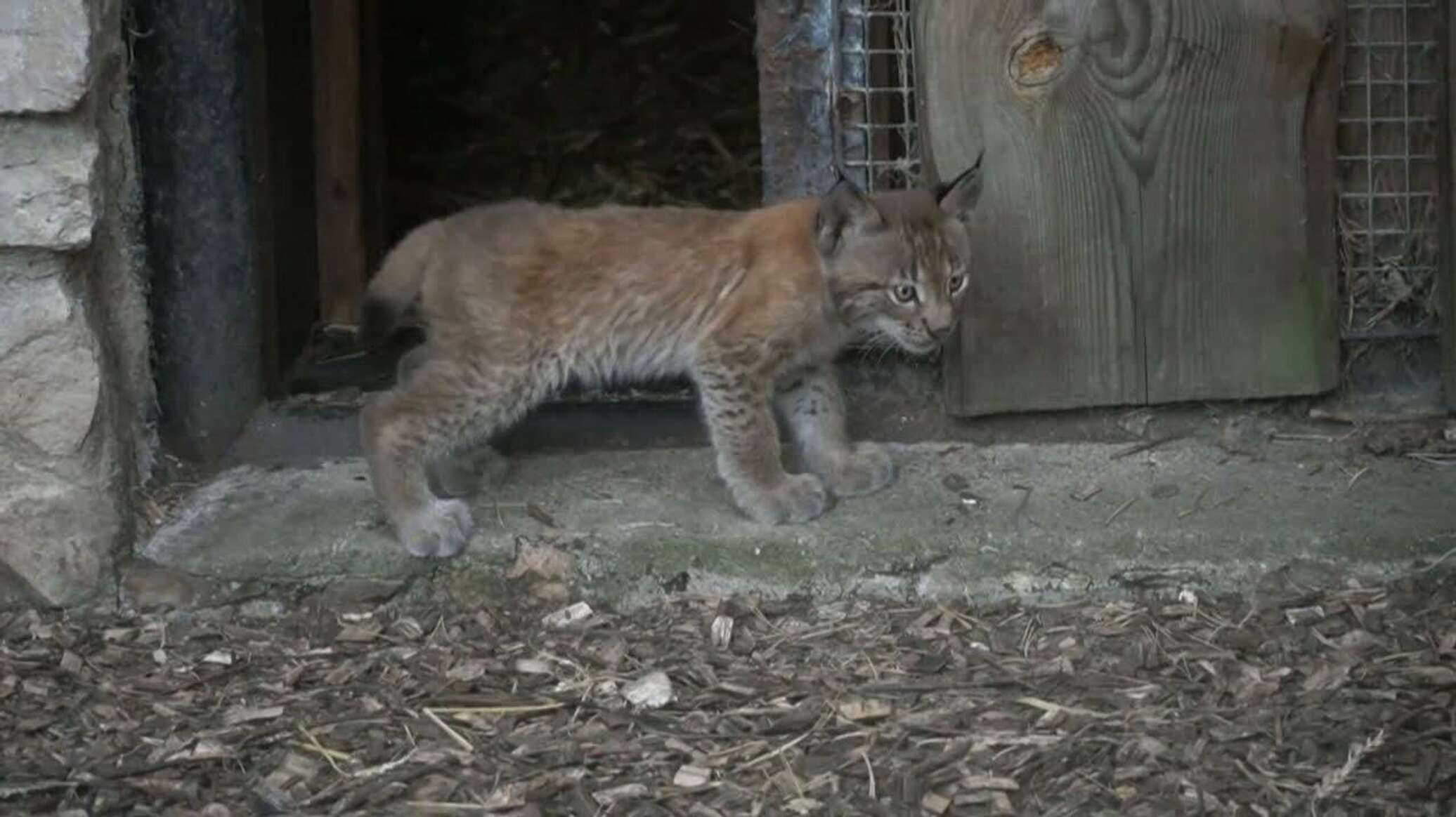 Photo of Время игр: милые рысята в Рижском зоопарке