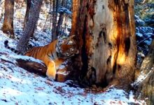 Photo of Фотоловушка зафиксировала амурского тигра, привлеченного запахом редкой пихты