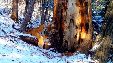 Photo of Фотоловушка зафиксировала амурского тигра, привлеченного запахом редкой пихты
