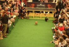 Photo of В Вильнюсе прошел забег такс