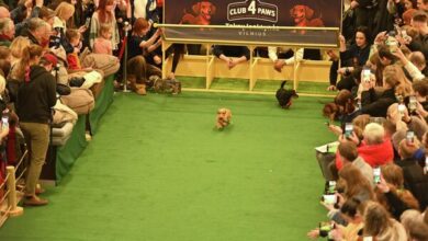 Photo of В Вильнюсе прошел забег такс