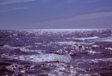 Photo of Балтийское море «забито» микропластиком, но на очереди проблема посерьезнее