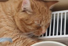 Photo of В высоких тарифах на отопление винят краевую реформу