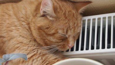 Photo of В высоких тарифах на отопление винят краевую реформу