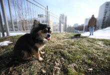 Photo of В Москву пришла весна