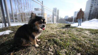 Photo of В Москву пришла весна